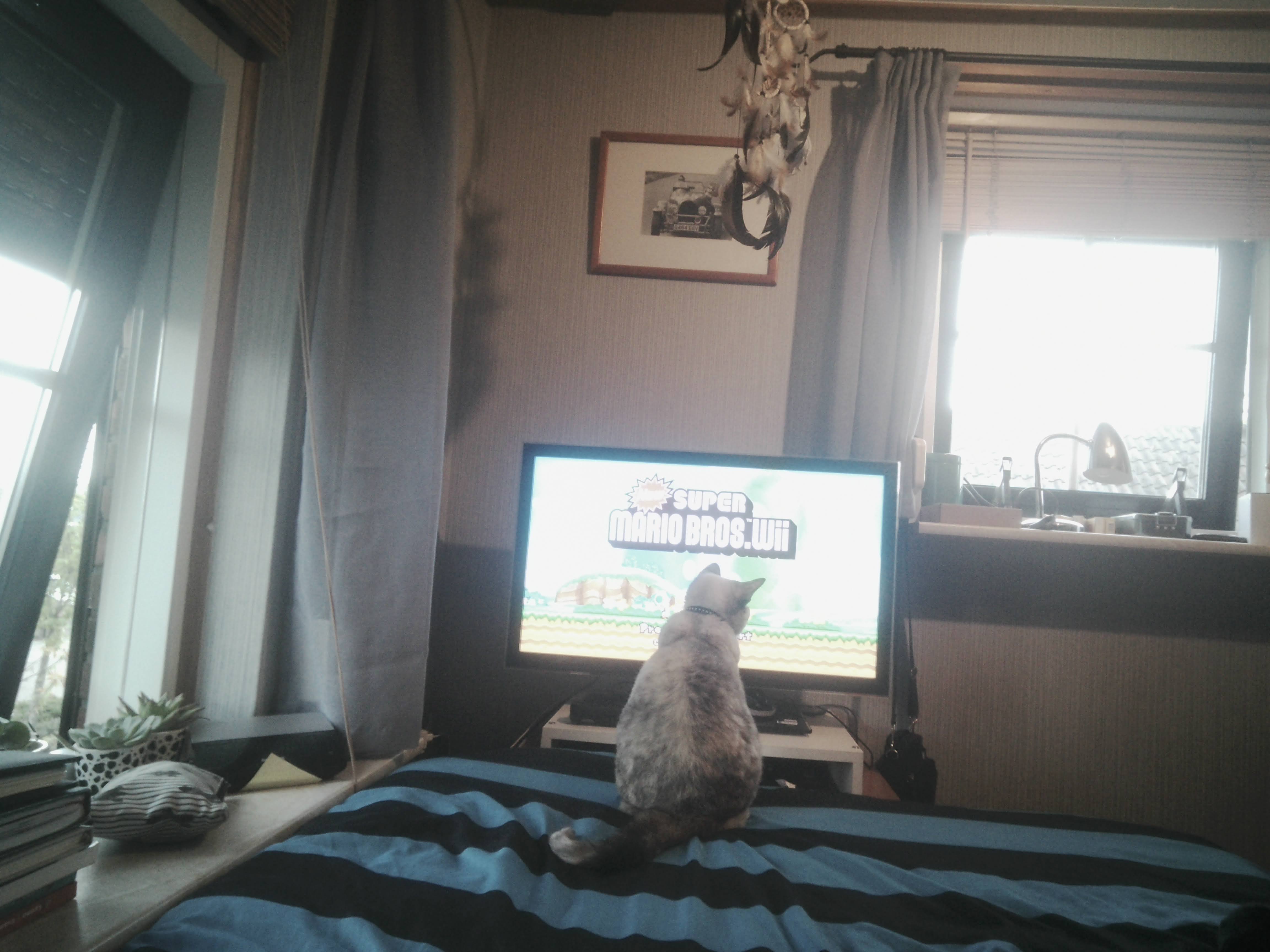 Cat in front of the tv