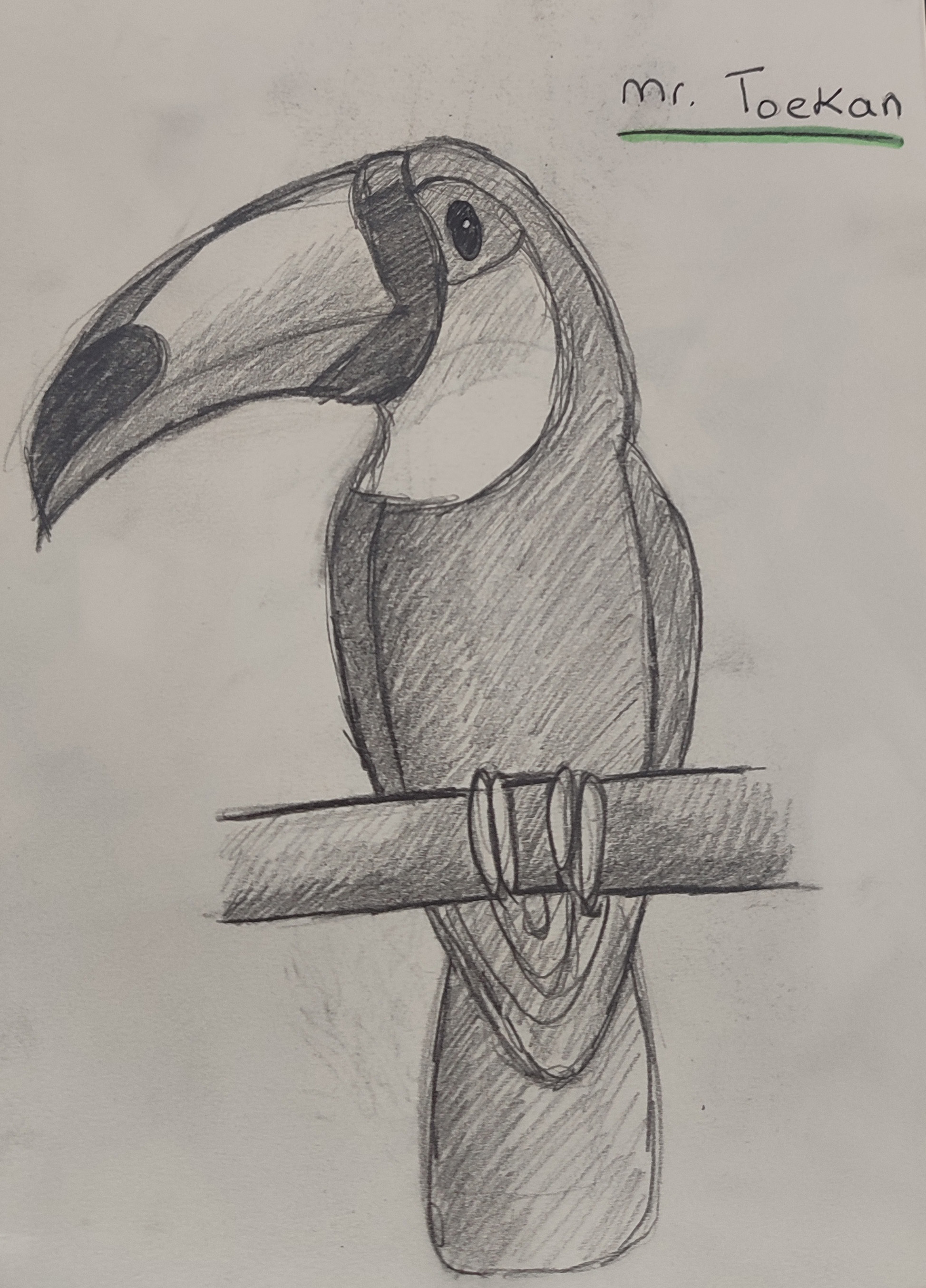 Sketch bird