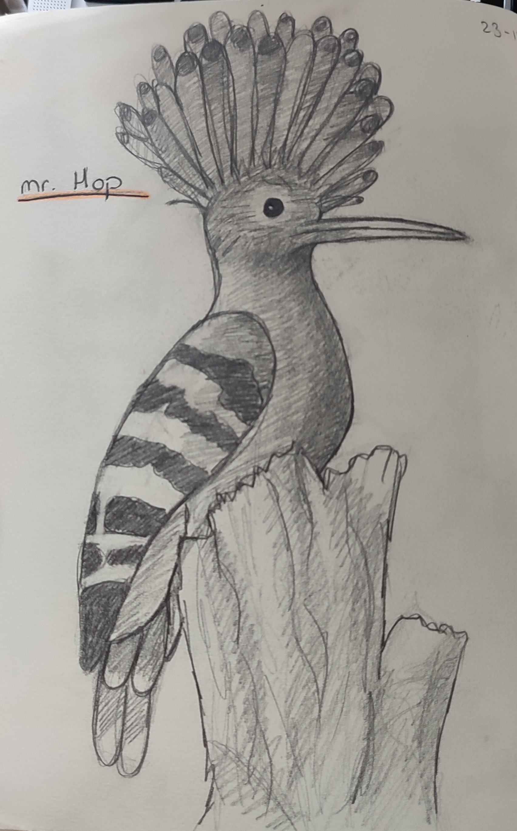 Sketch bird